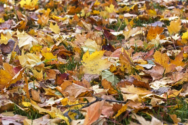 紅葉 — ストック写真