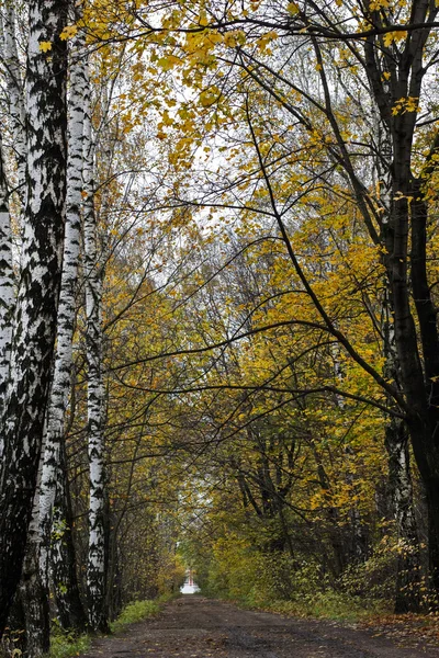 Осенний путь в лесу — стоковое фото