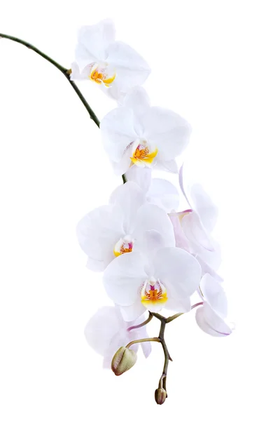 Orquídea blanca sobre fondo blanco —  Fotos de Stock