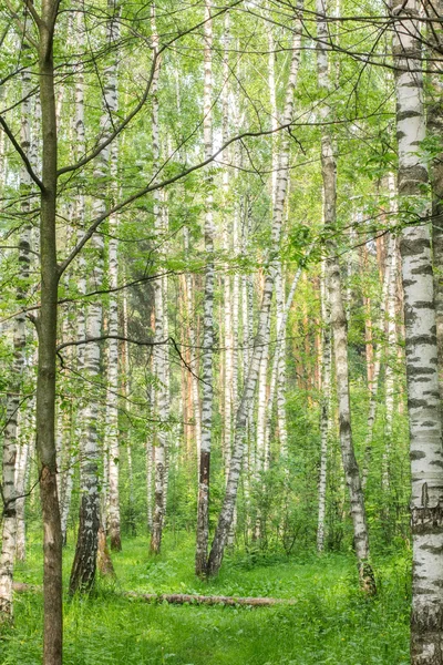 木材の夏の晴れた日 — ストック写真