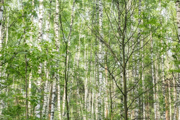 木材の夏の晴れた日 — ストック写真