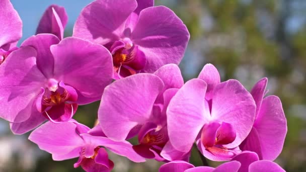 Roze orchid — Stockvideo