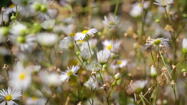 Wildblumen blühen Kamille — Stockvideo