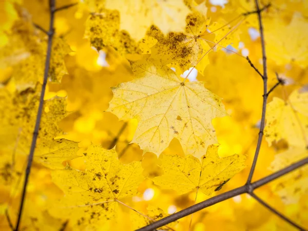 紅葉 — ストック写真