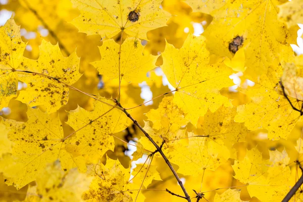 紅葉 — ストック写真