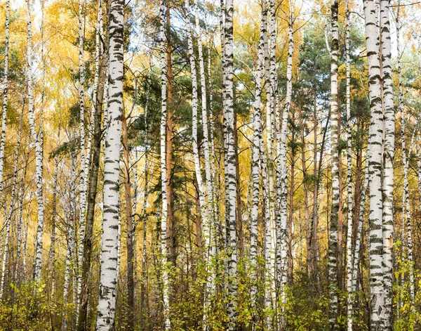 Осенние жёлтые деревья — стоковое фото