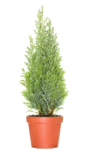 Cypress i kruka — Stockfoto