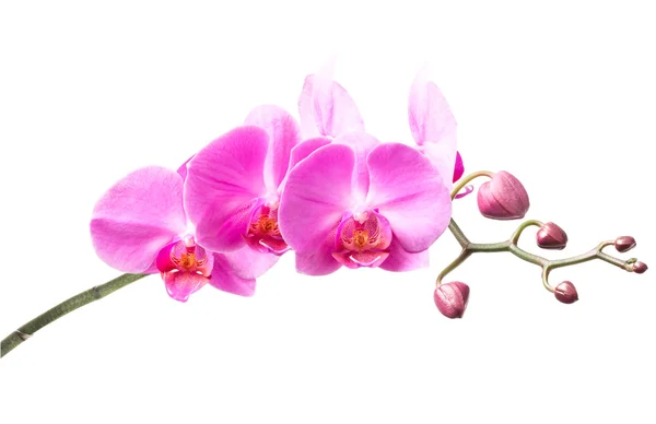 Lyserød orkide - Stock-foto # 