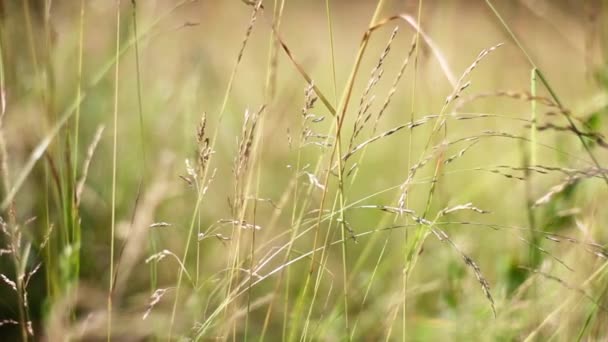 Трава — стоковое видео