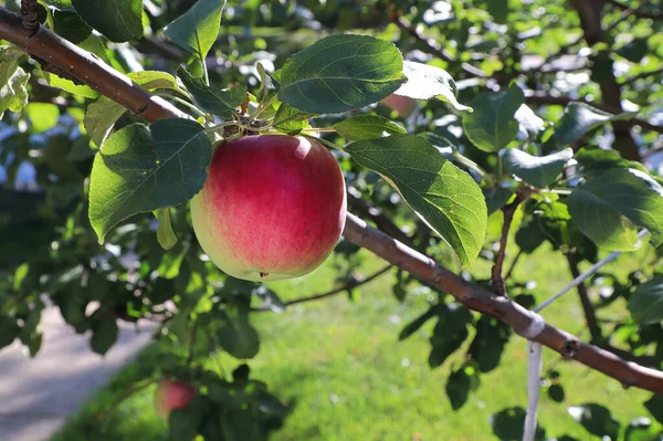 Dojrzałe czerwone i zielone jabłko wiszące na drzewie — Zdjęcie stockowe