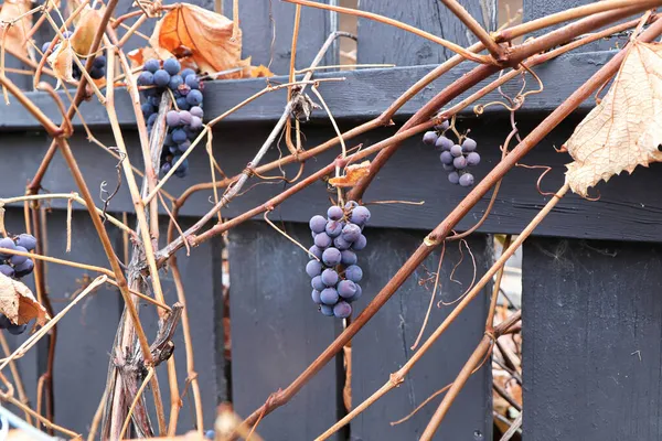 Vedute di uve mature in autunno su fusti di vite nudi — Foto Stock