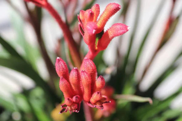 Pétalas de flores vermelhas em uma planta de pata canguru — Fotografia de Stock