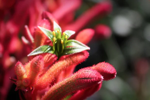 Kanguru Paw Bitkisi 'ndeki narin çiçeklerin Macro görüntüsü — Stok fotoğraf