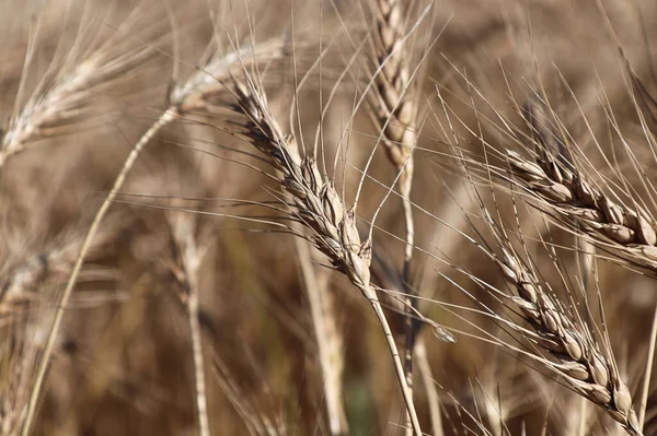 Primer plano de las cabezas de cebada maduras en el otoño —  Fotos de Stock