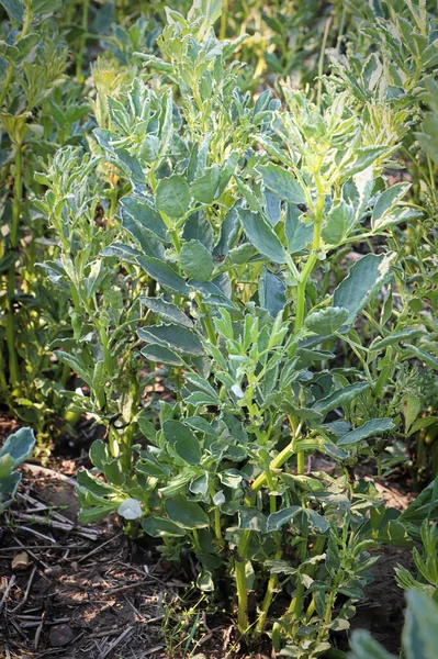 Foto vertical de uma planta de feijão largo crescendo — Fotografia de Stock
