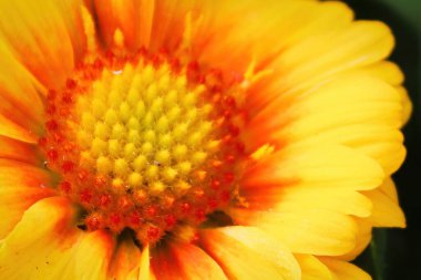 Sarı bir battaniye çiçeğinin ortasındaki makro.