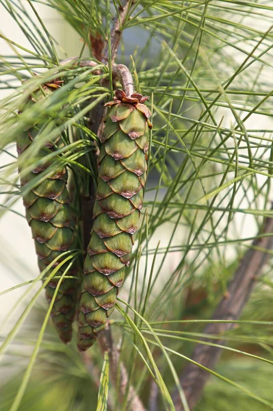 Cones e agulhas em um pinheiro Colunar Branco — Fotografia de Stock