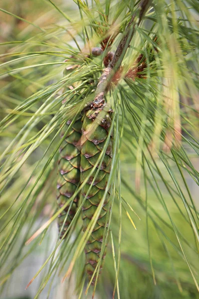 Cones e agulhas em um pinheiro Colunar Branco — Fotografia de Stock