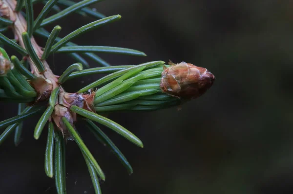 Bud ponta de agulhas abrindo em uma árvore de abeto — Fotografia de Stock