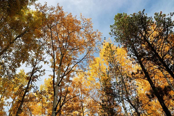 Boomtopluifel van gouden bladeren in de herfst — Stockfoto