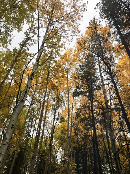 가을철에 황금빛 잎으로 뒤덮인 나무 꼭대기 — 스톡 사진