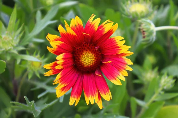 Closeup of yellow and orange blanket flowers — Stock Photo, Image