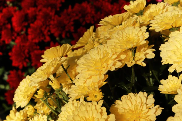 Una madre en maceta amarilla frente a las flores rojas — Foto de Stock