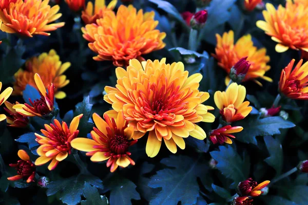 Nahaufnahme von gelben und orangefarbenen Gartenmamas mit blauem Hintergrund — Stockfoto