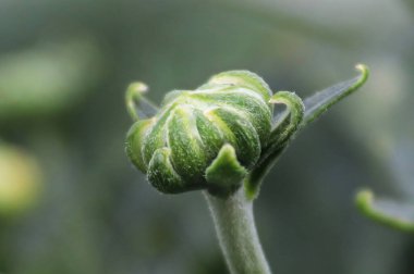Yeşil bir arka planda anne tomurcuğunun matrosu.