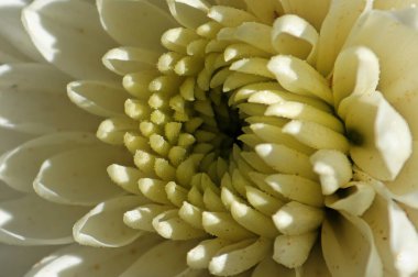 Beyaz bahçeli bir annenin yan görüntüsü.