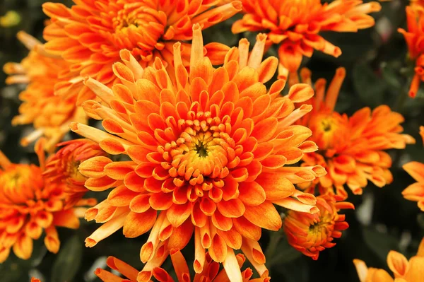 Élénk narancssárga és sárga cserepes kerti anyukák — Stock Fotó