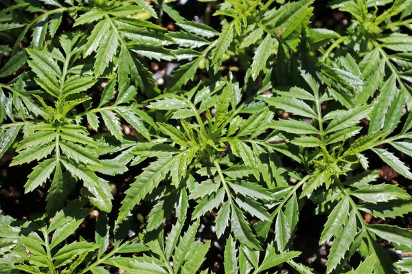 Leaves of a marigold plant with no flowers — Stock Photo, Image