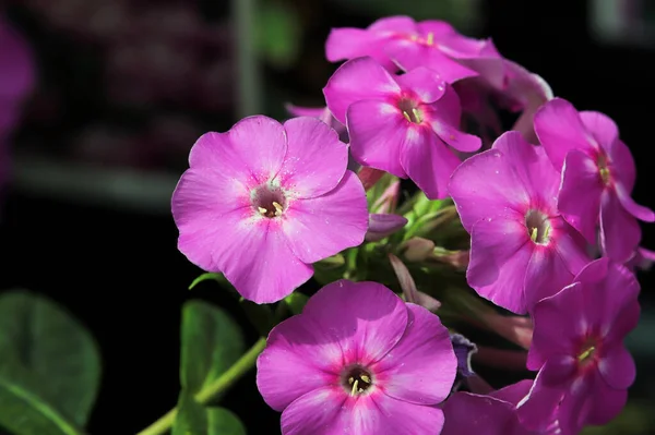 Un grappolo di fiori di flox rosa in fiore — Foto Stock