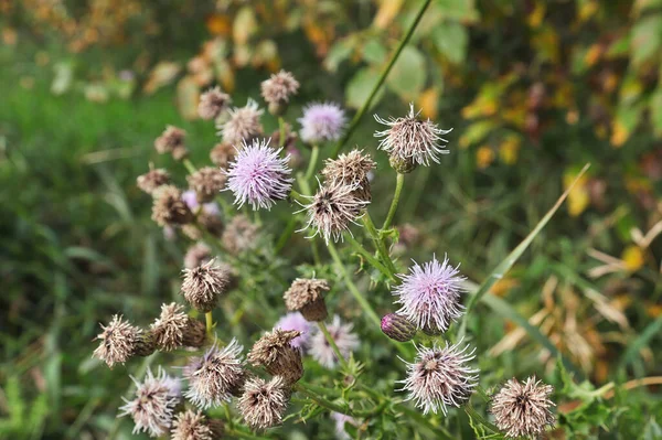 A bunch of thistles blooming in summer — Stock Photo, Image