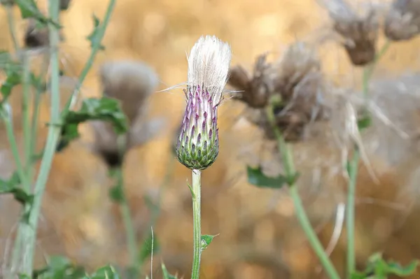 Makro av en tistel blomma huvud på väg att öppna — Stockfoto