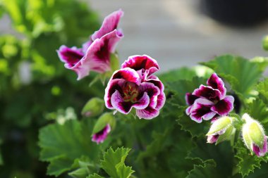 Çok renkli sardunya çiçekleri çiçek açmış.