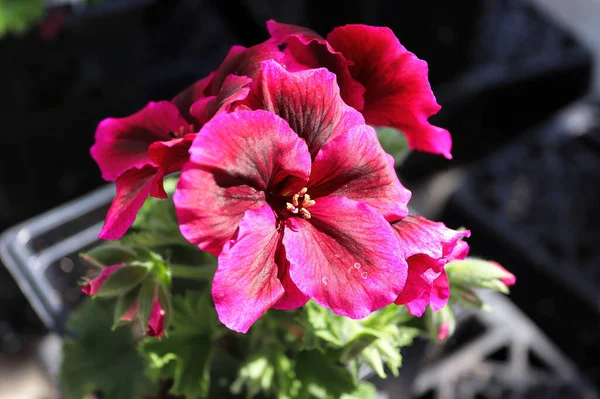 Rózsaszín és vörös muskátli virágok virágoznak — Stock Fotó