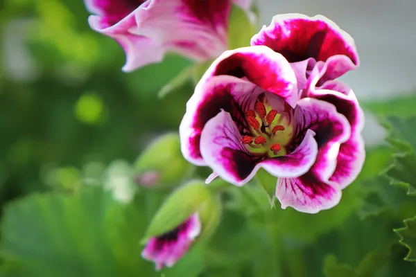 Detailní shluk růžových květů muškátu v květu — Stock fotografie