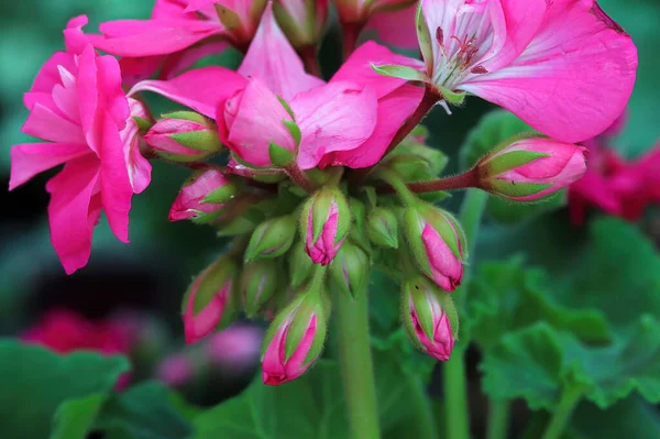Grappolo primo piano di fiori di geranio rosa in fiore — Foto Stock