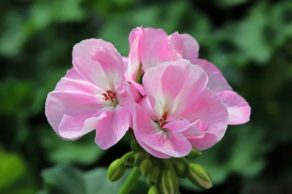 Grappolo primo piano di fiori di geranio rosa in fiore — Foto Stock