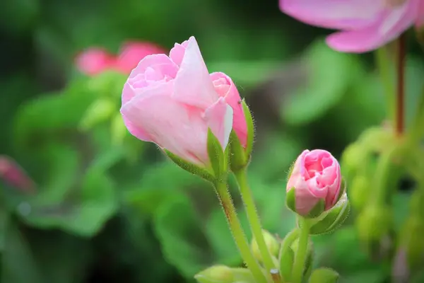 Весной цветет макро из герань — стоковое фото