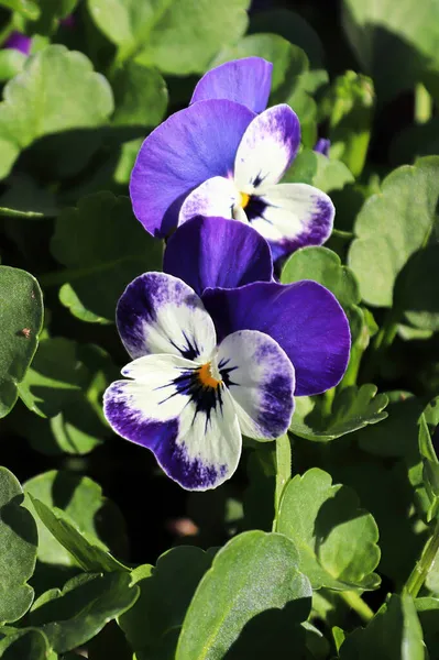 Closeup of purple and white pansies fgrowing in spring — Stock Photo, Image
