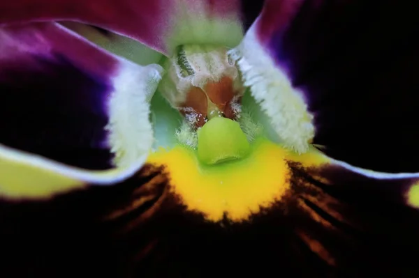 Macro view of the center of a viola — Stock Photo, Image