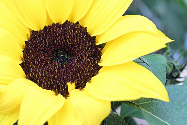 Macro Yellow Sunflower Head Blooming Fall — Stock Photo, Image