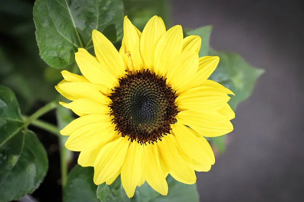 Bright yellow sunflower head blooming in the fall — Stock Photo, Image