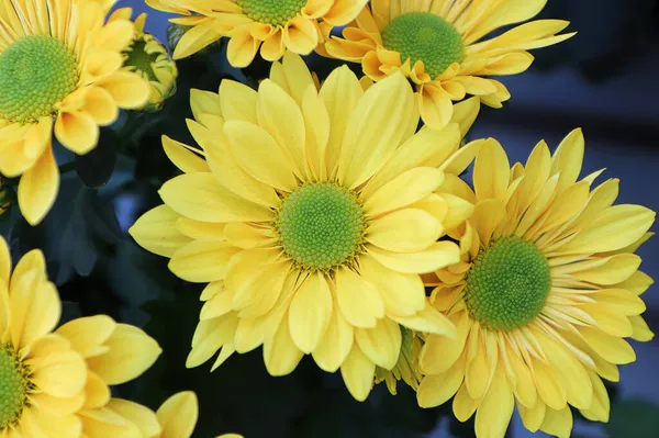 Closeup background of yellow and green centered mums — Stock Photo, Image