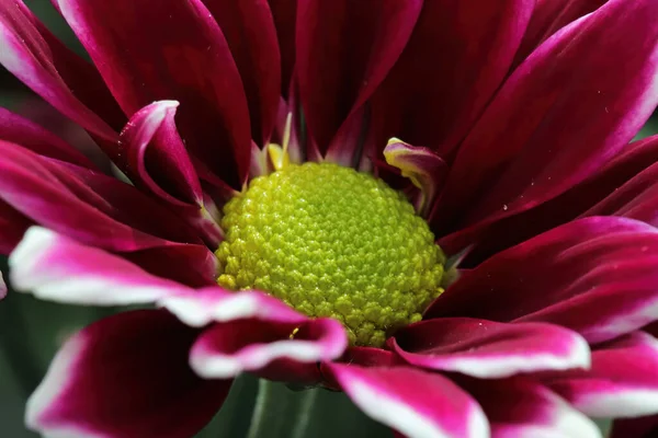 Macro of a red and white mum with a yellow center Royalty Free Stock Images