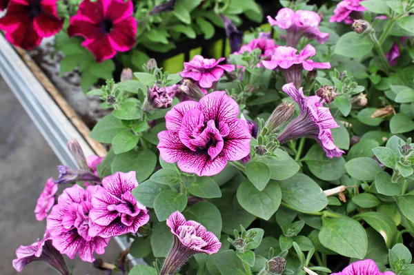 Levendige aderen op dubbele roze petunia bloeit — Stockfoto