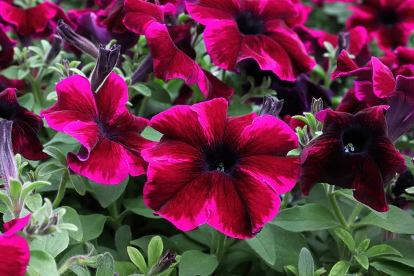 Close-up van gestreepte petunia 's in volle bloei — Stockfoto