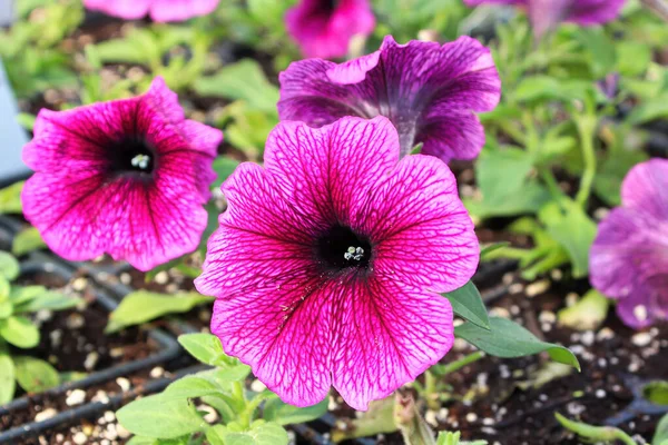 Close-up van levendige roze en zwarte petunia 's in bloei — Stockfoto